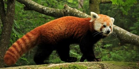 Fauna in Nepal | Nepal fauna info | Yeti Trail Adventure