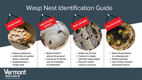 Identifying Different Wasp Nests | Wasp Control Services