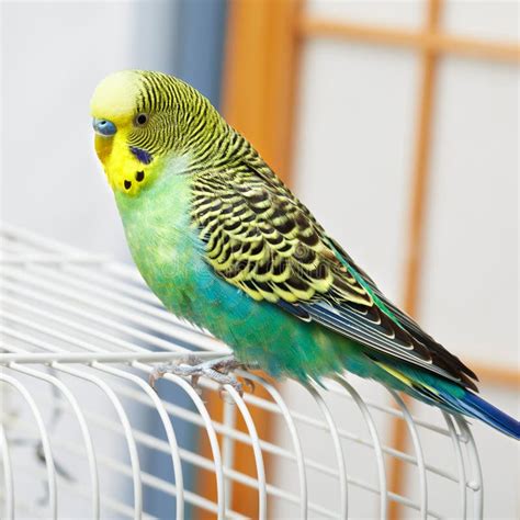 Budgie. stock photo. Image of parrot, blurred, portrait - 89722318