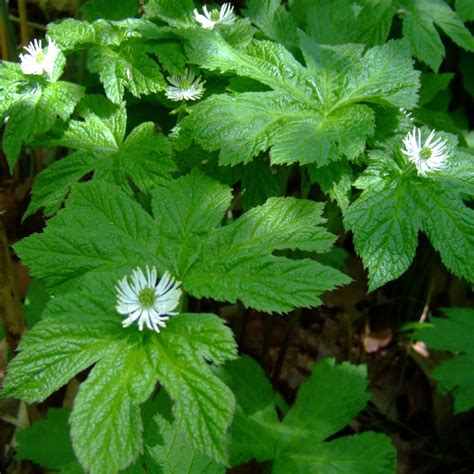 Goldenseal - Definition of Goldenseal