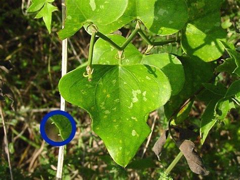 PlantFiles Pictures: Greenbrier, Cowvine (Smilax bona-nox) by htop