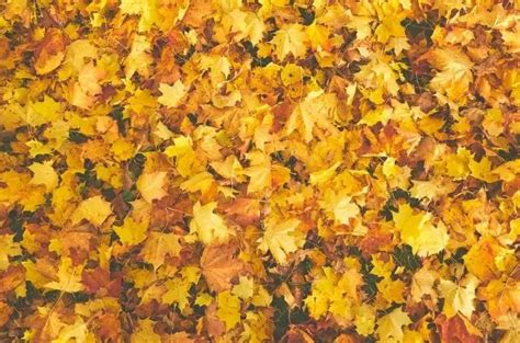 6 Pros and Cons of Mulching Leaves