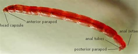 Bloodworms Profile: Life Cycle and Culture Guide - Shrimp and Snail Breeder