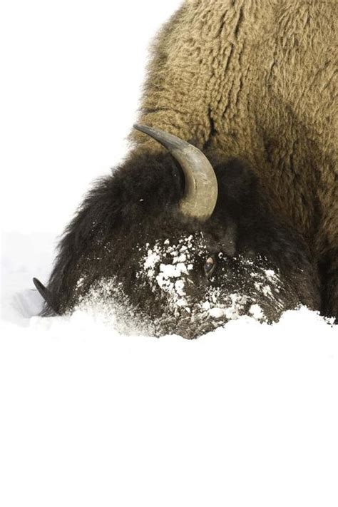 How bison survive winter in the Northern Great Plains | Stories | WWF