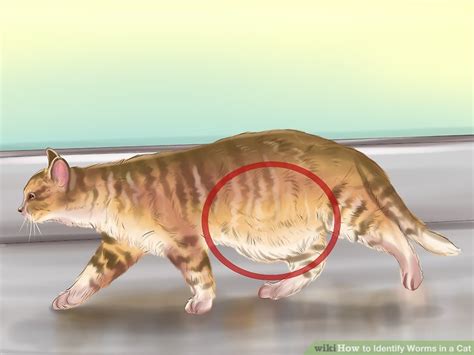 How to Identify Worms in a Cat: 14 Steps (with Pictures) - wikiHow