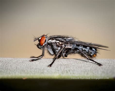 Elsen Karstad's 'Pic-A-Day Kenya': A Fly- Macro Photo, Nairobi Kenya