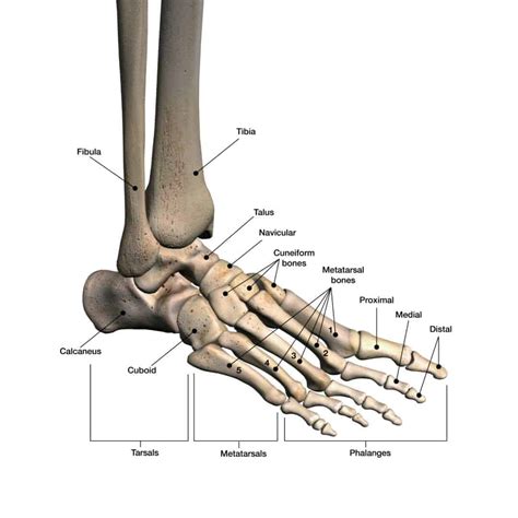 Ankle Sprain Exercises: Tips to a Faster Recovery! | PT Time with Tim