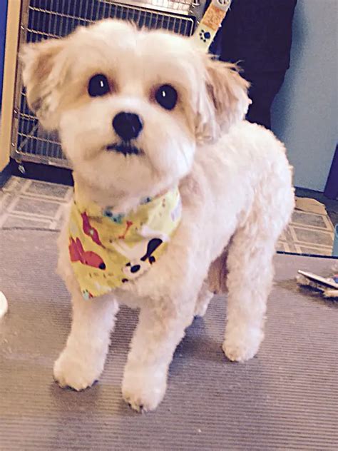 a small white dog with a bandana around it's neck standing on the floor