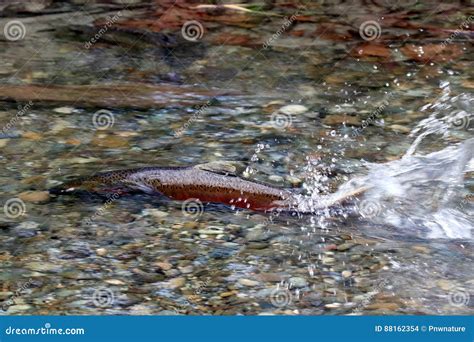 Spawning Coho Salmon stock photo. Image of animal, spotted - 88162354