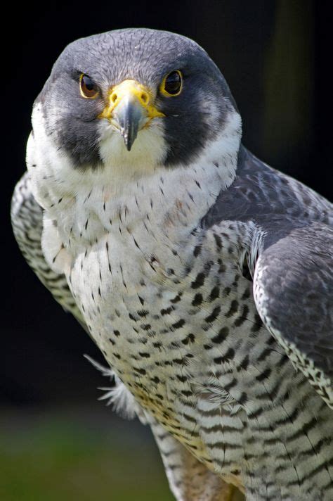 4+ Types of Falcons Species with Pictures | Peregrine falcon, Birds of prey, Pet birds