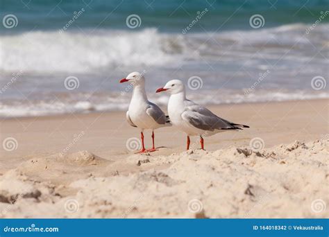 Seagulls on Sand Beach Waves in Background Stock Photo - Image of ...