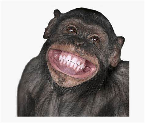 Funny Monkey Png - Monkey Face Transparent , Free Transparent Clipart ...