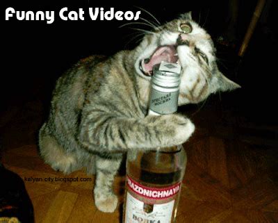 Funny Cat Videos - Best Funny Cat Videos Ever Seen Youtube