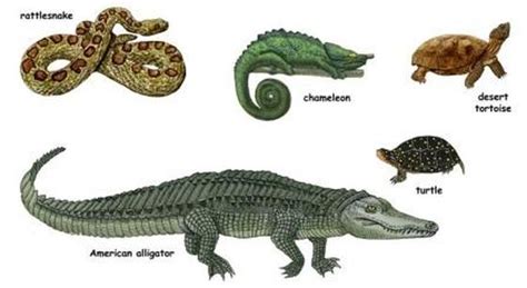 Reptiles - Wildlife Facts