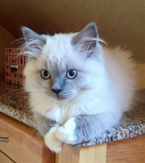 A charming little Ragdoll | Cute cats, Kittens cutest, Cute cats and ...