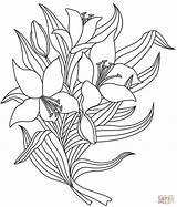 Lily Coloring Calla Pages Easter Lilies Stargazer Drawing Bouquet Line  sketch template