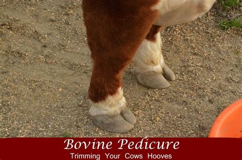 Bovine Pedicure - Trimming Your Cows Hooves | Cow hooves, Cow, Hooves