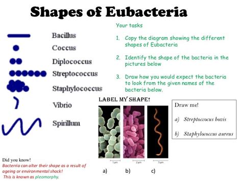 Eubacteria