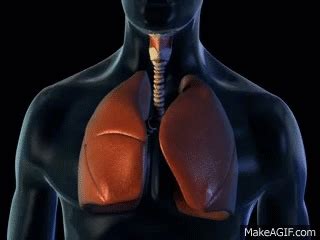 In...and out... || ABP © | Medical videos, Lunges, Breathing gif