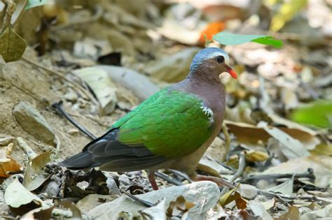 Common emerald dove (Chalcophaps indica)