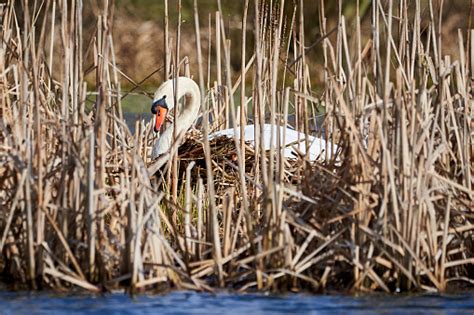 Mute Swan Building Nest Stock Photo - Download Image Now - Animal, Beak ...