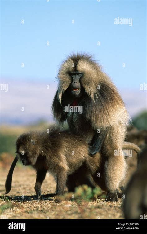 Gelada baboons mating hi-res stock photography and images - Alamy