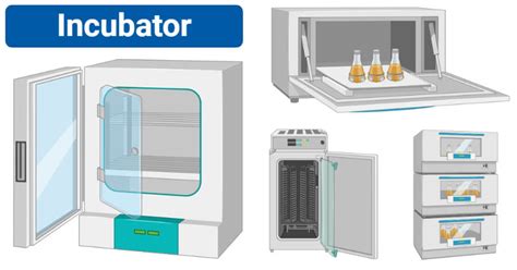 Incubator Uncovered: Types, Uses & Precautions