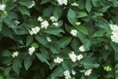 Isanti Redosier Dogwood (Cornus sericea 'Isanti') - Great Plains Nursery