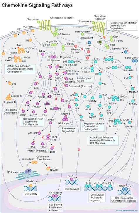 Chemokine Signaling Pathways