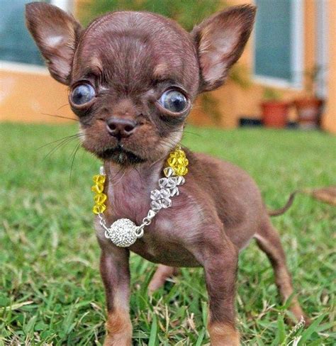 Guinness World's Smallest Dog - Guiness Record