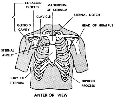 Anatomy Of Chest : Anatomy of chest wall and thoracic cavity medical images for power po ...