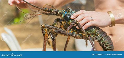 Live Big Lobster in the Hands of People. Selective Focus Stock Image - Image of crustacean ...