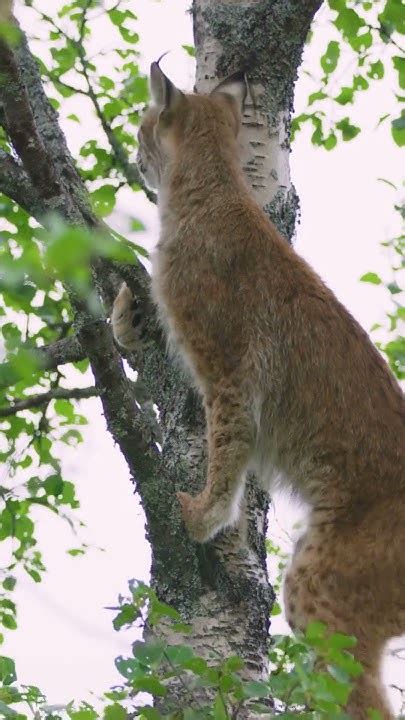 Bobcats cubs playing in the wilderness climbing trees - YouTube