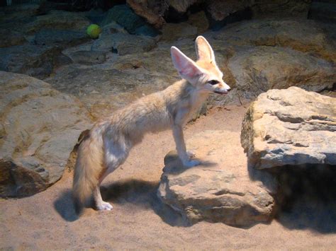 Fennec fox - Stock Image