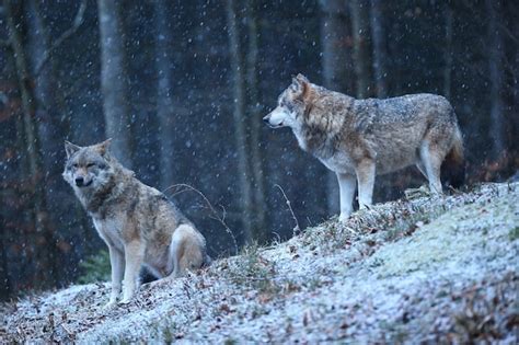 Free Photo | Eurasian wolf in white winter habitat beautiful winter forest