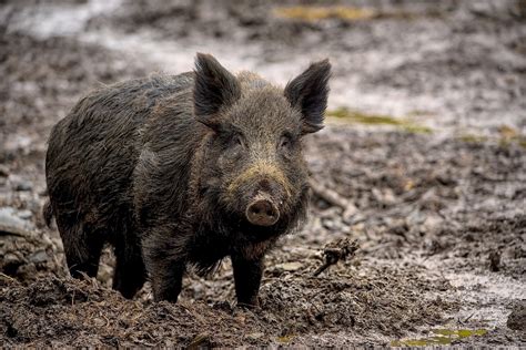 Hybrid Super Pigs From Canada Are Invading Northern US; Why Are They a Problem? | Science Times