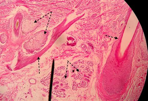 Quiz | Histology & Sheep Brain Dissection