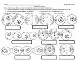 Meiosis Coloring & Labeling Printable Worksheet/Homework By Engage In  sketch template