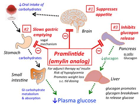 beta_cell_pharmacology [TUSOM | Pharmwiki]