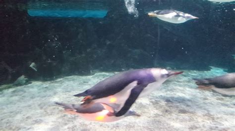 Penguins Swimming - SEA LIFE - Melbourne Aquarium - YouTube