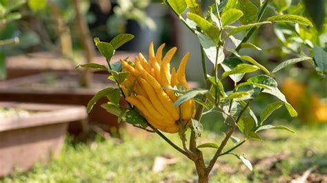 Buddha's Hand Tree Care - How To Grow And Harvest Buddha’s Hand Citron