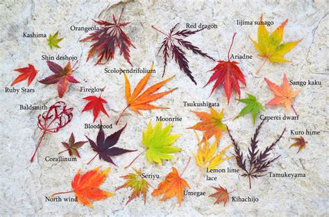 The history of Japanese Maples - Ridgeview