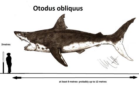 Otodus obliquus, surpassing the size of an orca, was a true giant of the ancient seas. This ...