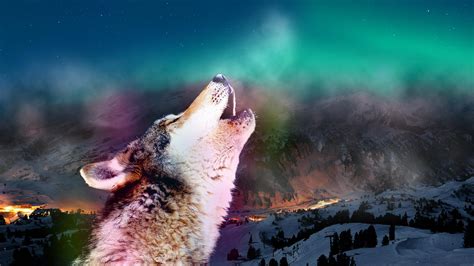 Wolf heult hd Desktop-Hintergrund: Widescreen: High-Definition: Vollbild