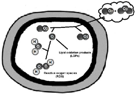 The fate of oxygen-ozone in the circulation. | Download Scientific Diagram