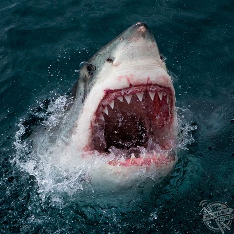 Breathtaking Snaps Show British Photographer Getting Up Close And Personal With Great White ...