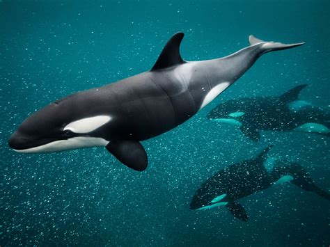 Killer whales - TateConnal