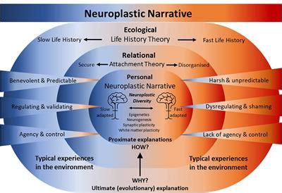 Frontiers | Introducing the Neuroplastic Narrative: a non-pathologizing biological foundation ...