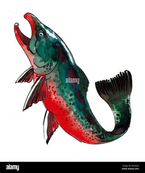 Salmon fish on white background. Ink and watercolor painting Stock Photo - Alamy