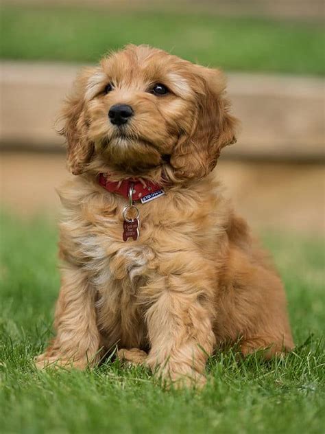 Goldendoodle Names | The Top 117 Most Popular